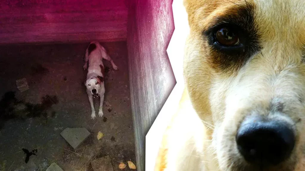 Vecinos reportan a perro atrapado dentro de una cisterna en Jardines de San José, Puebla