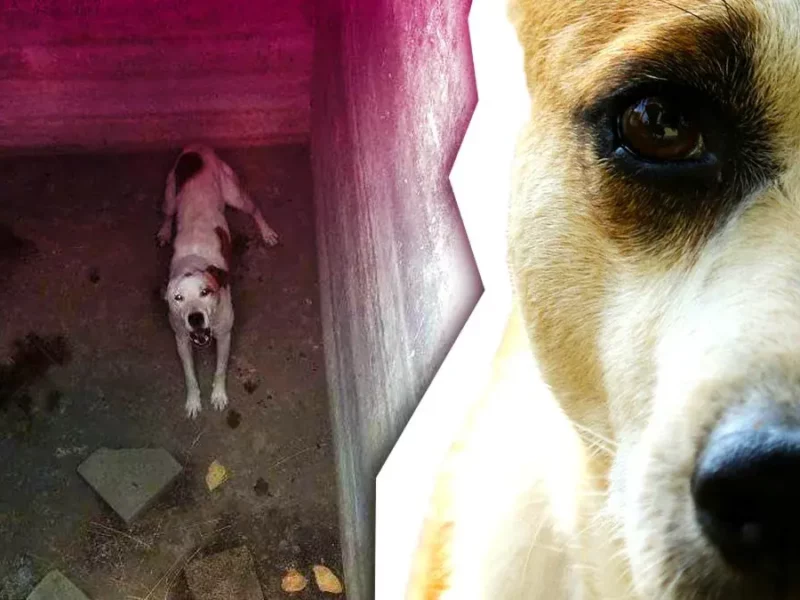Vecinos reportan a perro atrapado dentro de una cisterna en Jardines de San José, Puebla