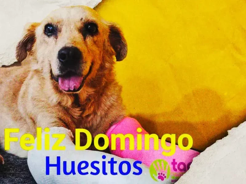 El perro “Huesitos” evoluciona en su salud tras ser agredido en Santiago Miahuatlán, Puebla