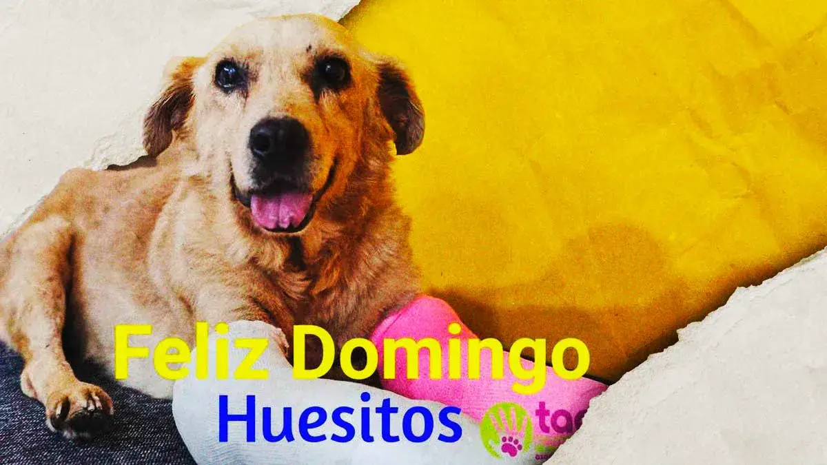 El perro “Huesitos” evoluciona en su salud tras ser agredido en Santiago Miahuatlán, Puebla