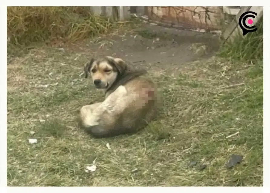 De nueva cuenta machetean a perros en Puebla; ahora en la colonia Valle Paraíso