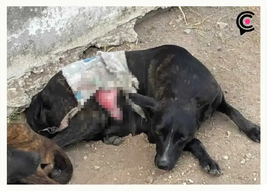 De nueva cuenta machetean a perros en Puebla; ahora en la colonia Valle Paraíso
