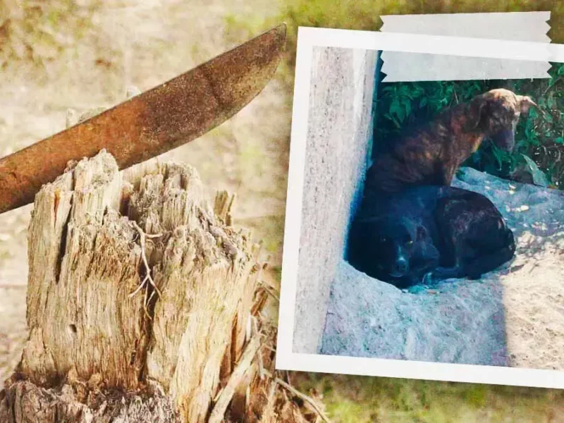 Machetean a perros en la colonia Valle Paraíso en Puebla; tercer caso en 2025