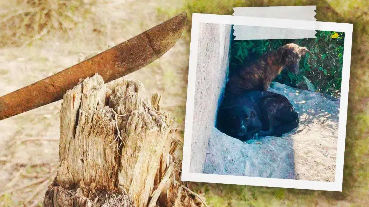 Machetean a perros en la colonia Valle Paraíso en Puebla; tercer caso en 2025