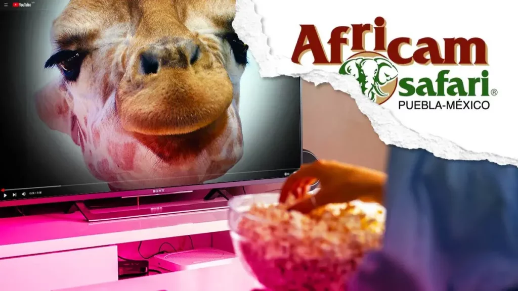 Africam Safari lanzará documental sobre la Jirafa Benito en YouTube