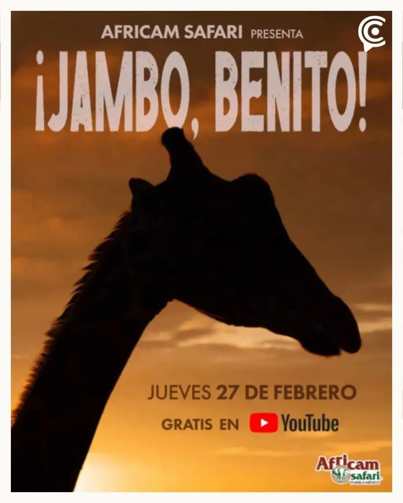 Africam Safari lanzará documental sobre la Jirafa Benito en YouTube