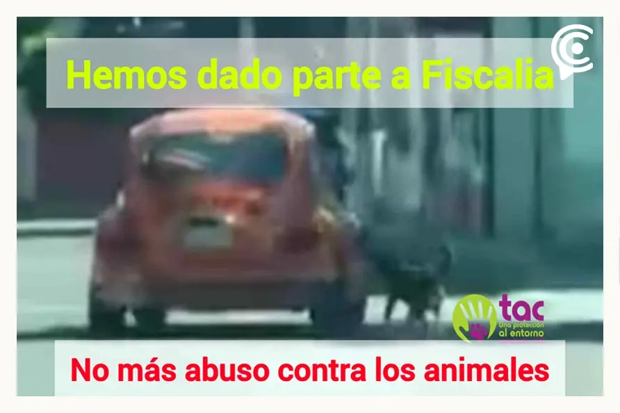 Automovilista amarró y arrastró a un perro en Tehuacán; colectivo TAC exige justicia