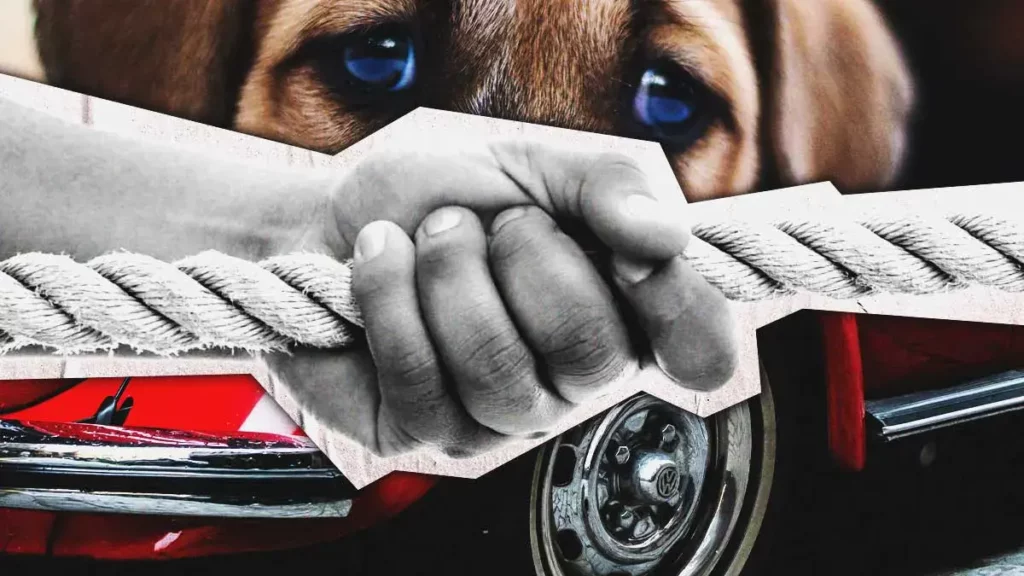 Automovilista amarró y arrastró a un perro en Tehuacán; colectivo TAC exige justicia