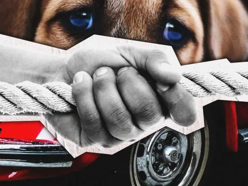 Automovilista amarró y arrastró a un perro en Tehuacán; colectivo TAC exige justicia