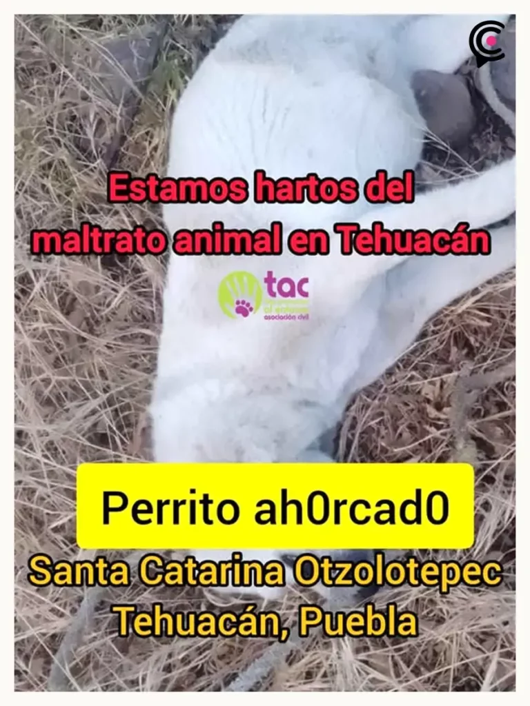 Ahorcan y matan a perro en Santa Catarina Otzolotepec, Tehuacán; colectivo TAC exige justicia