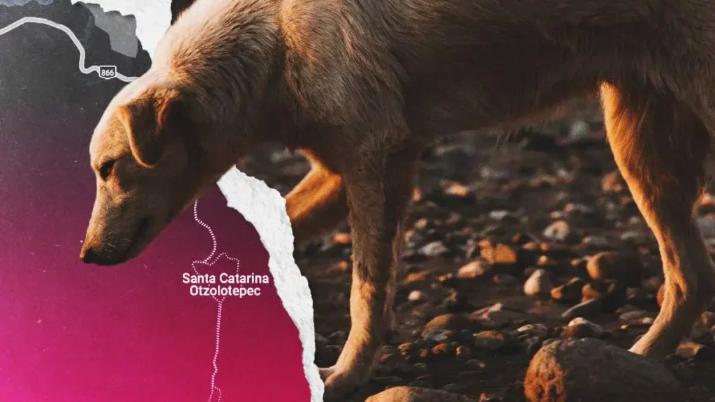 Ahorcan y matan a perro en Santa Catarina Otzolotepec, Tehuacán; colectivo TAC exige justicia
