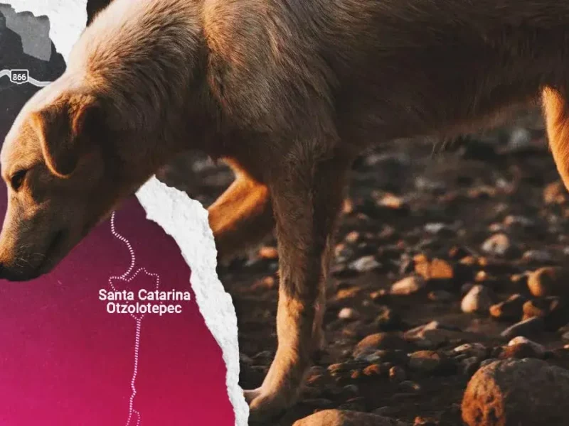 Ahorcan y matan a perro en Santa Catarina Otzolotepec, Tehuacán; colectivo TAC exige justicia