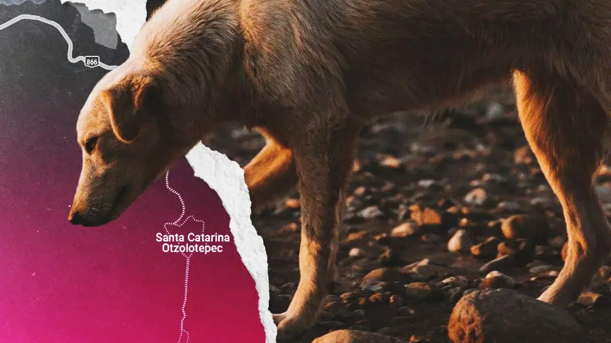 Ahorcan y matan a perro en Santa Catarina Otzolotepec, Tehuacán; colectivo TAC exige justicia
