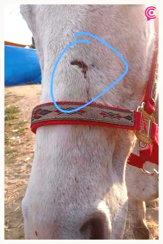 Zapador golpeó con mosquetón a caballo en Carnaval de Huejotzingo; ayuntamiento presentará denuncia contra agresor