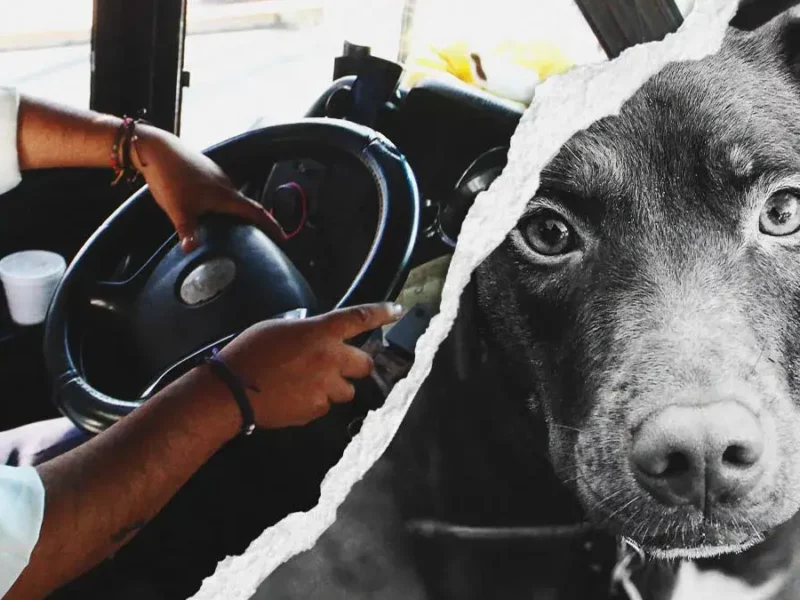 Chofer de transporte público atropelló y mató intencionalmente a perrita en Puebla; pobladores exigen justicia