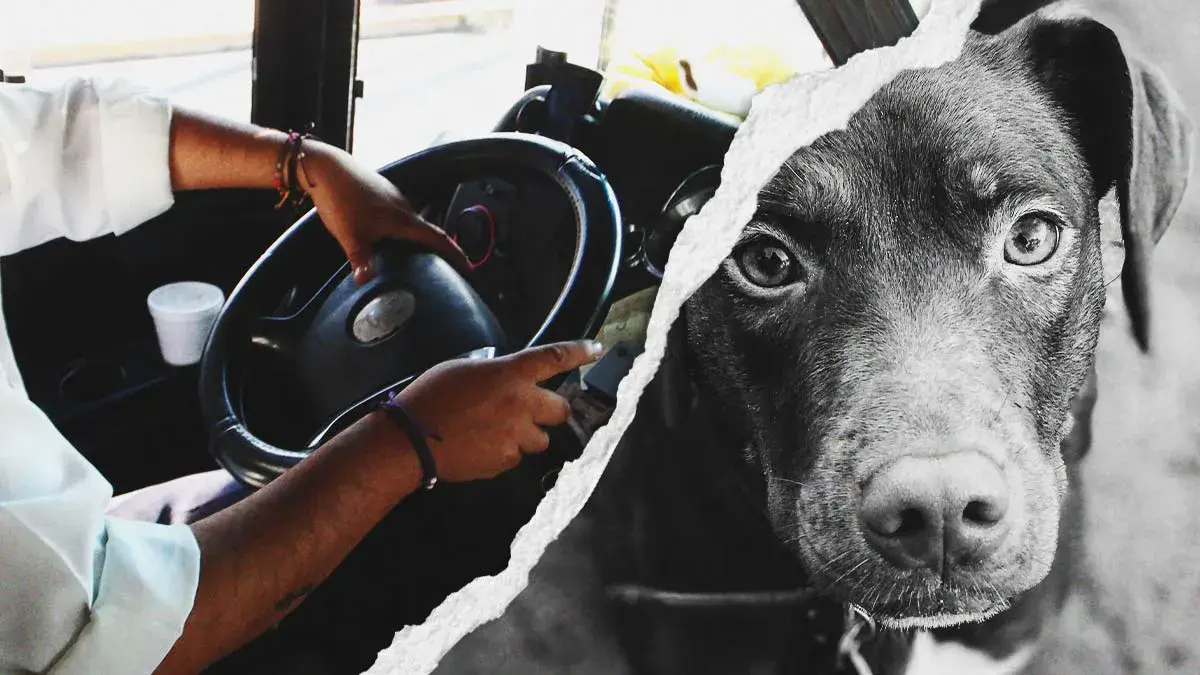 Chofer de transporte público atropelló y mató intencionalmente a perrita en Puebla; pobladores exigen justicia