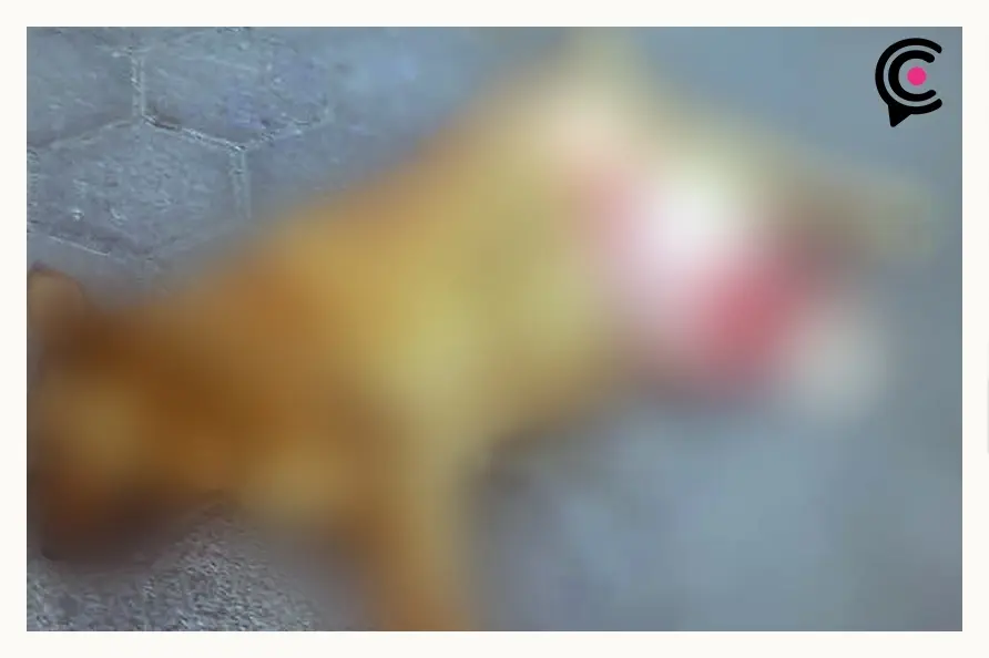 Chofer de transporte público atropelló y mató intencionalmente a perrita en Puebla; pobladores exigen justicia