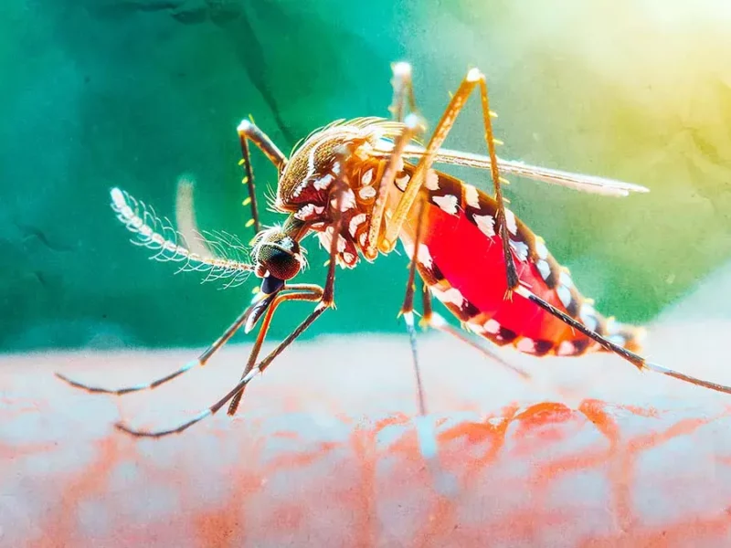 Secretaría de Salud federal confirma 21 casos de dengue en Puebla hasta inicios de marzo