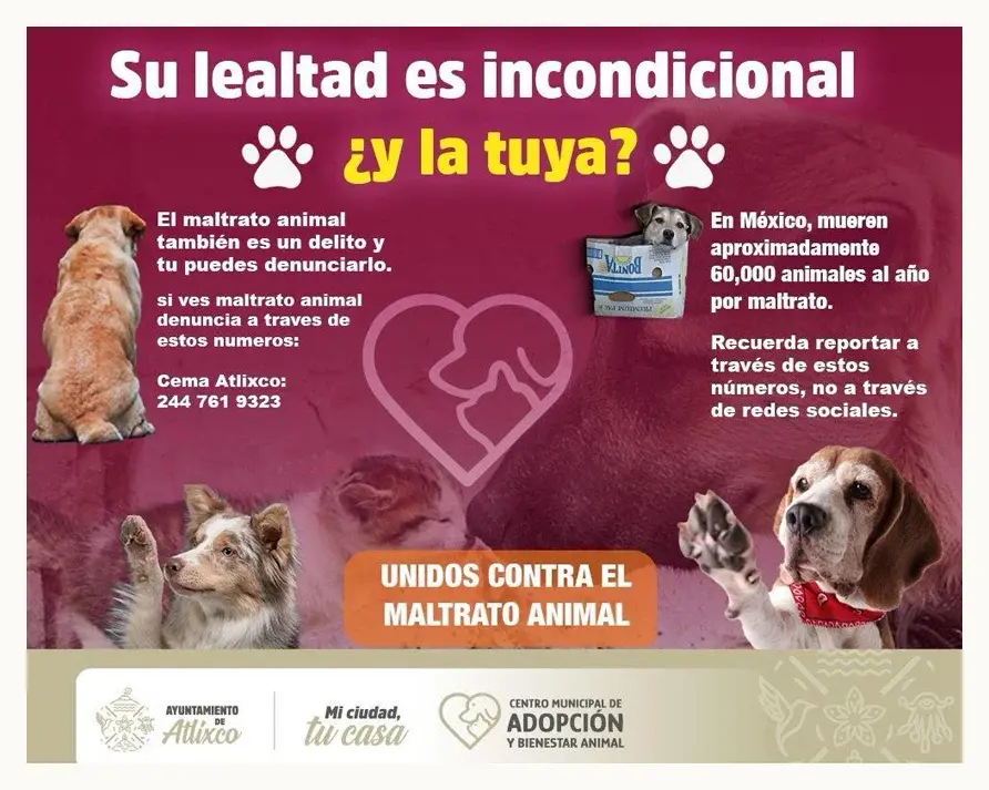 Así puedes denunciar el maltrato animal en Atlixco