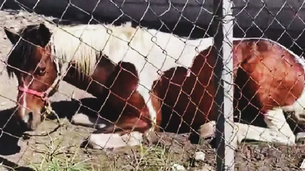 Denuncian abandono de caballo en Puebla; dueños lo tienen sin agua ni sombra en terreno baldío
