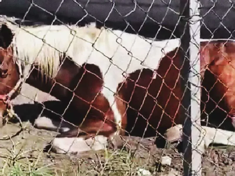 Denuncian abandono de caballo en Puebla; dueños lo tienen sin agua ni sombra en terreno baldío