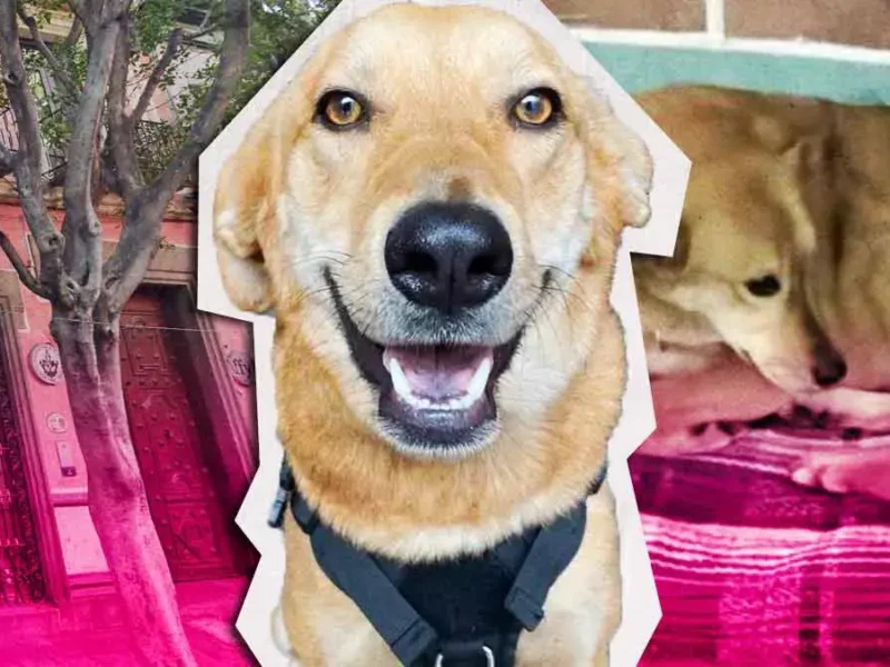 Estudiantes en paro de Filosofía BUAP expulsan al perro “Carolino”; miembros de DASU lo resguardan