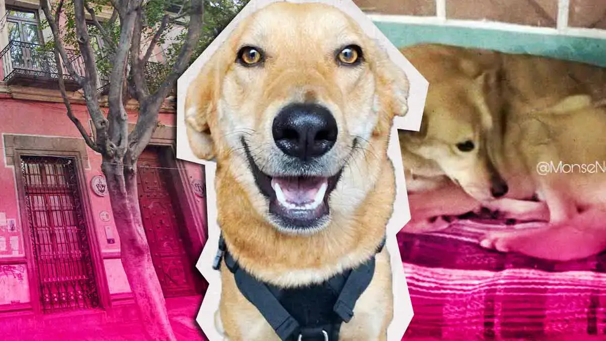 Estudiantes en paro de Filosofía BUAP expulsan al perro “Carolino”; miembros de DASU lo resguardan