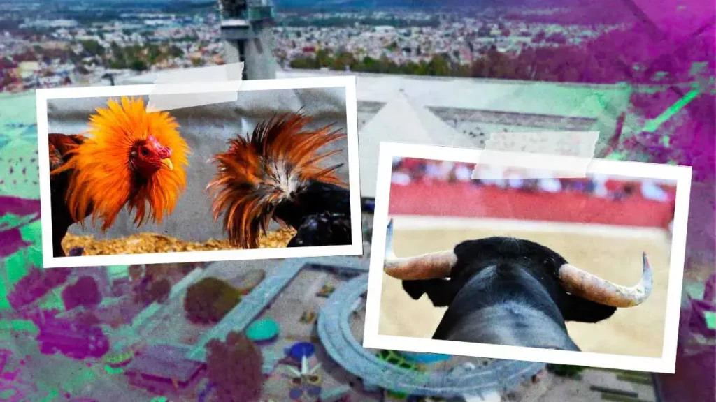 Palenque de la Feria de Puebla 2025 sí tendrá peleas de gallos y corridas de toro