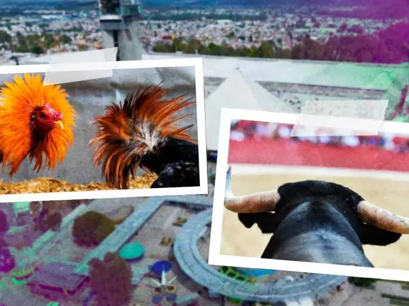 Palenque de la Feria de Puebla 2025 sí tendrá peleas de gallos y corridas de toro