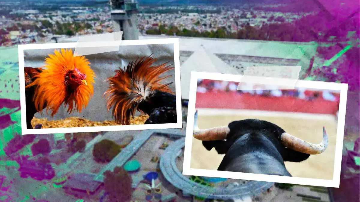 Palenque de la Feria de Puebla 2025 sí tendrá peleas de gallos y corridas de toro