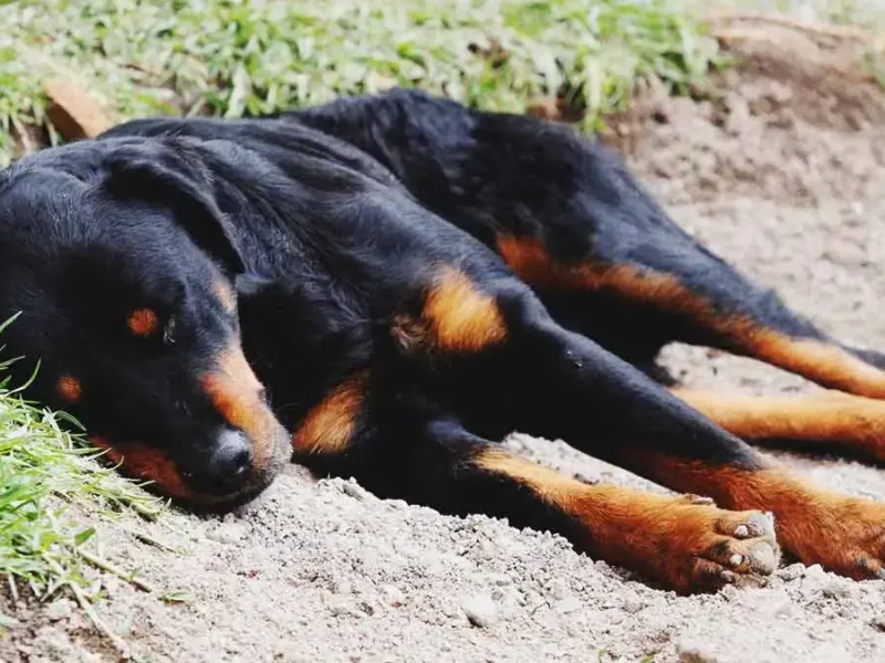 Adulto mayor tiene hacinados a más de 30 perros en San Miguel La Venta, Puebla