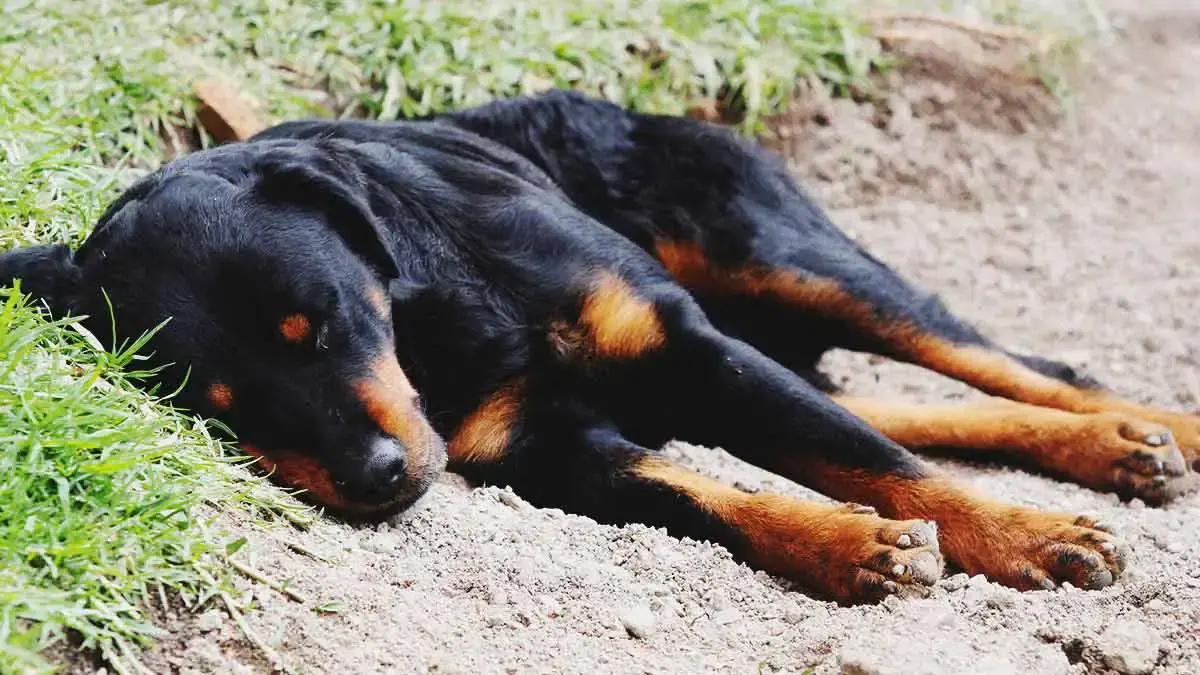 Adulto mayor tiene hacinados a más de 30 perros en San Miguel La Venta, Puebla