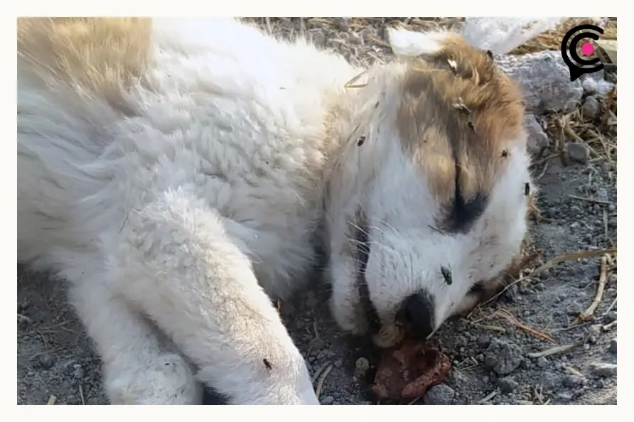 Adulto mayor tiene hacinados a más de 30 perros en San Miguel La Venta, Puebla