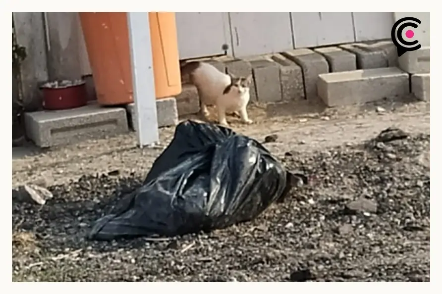 Adulto mayor tiene hacinados a más de 30 perros en San Miguel La Venta, Puebla