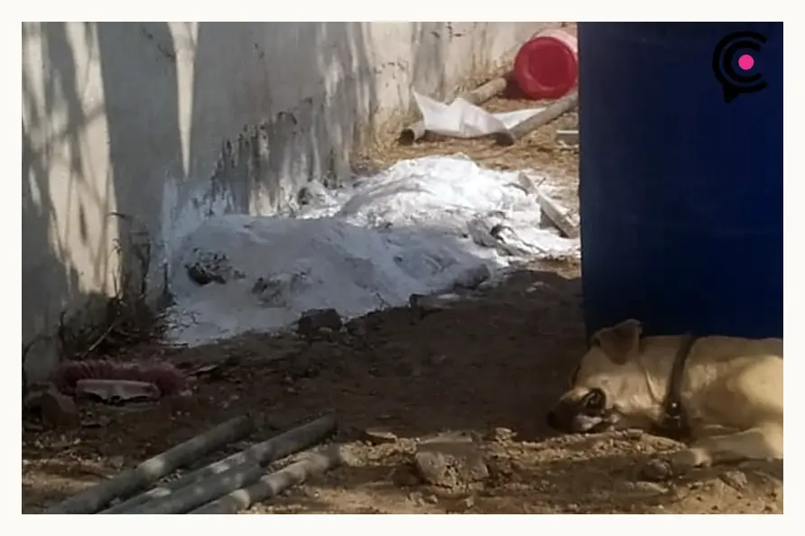 Adulto mayor tiene hacinados a más de 30 perros en San Miguel La Venta, Puebla