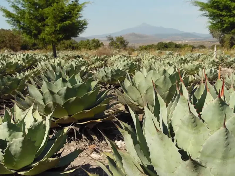 Con estrategias biotecnológicas, investigadores BUAP buscan fortalecer la producción de agave mezcalero en Puebla