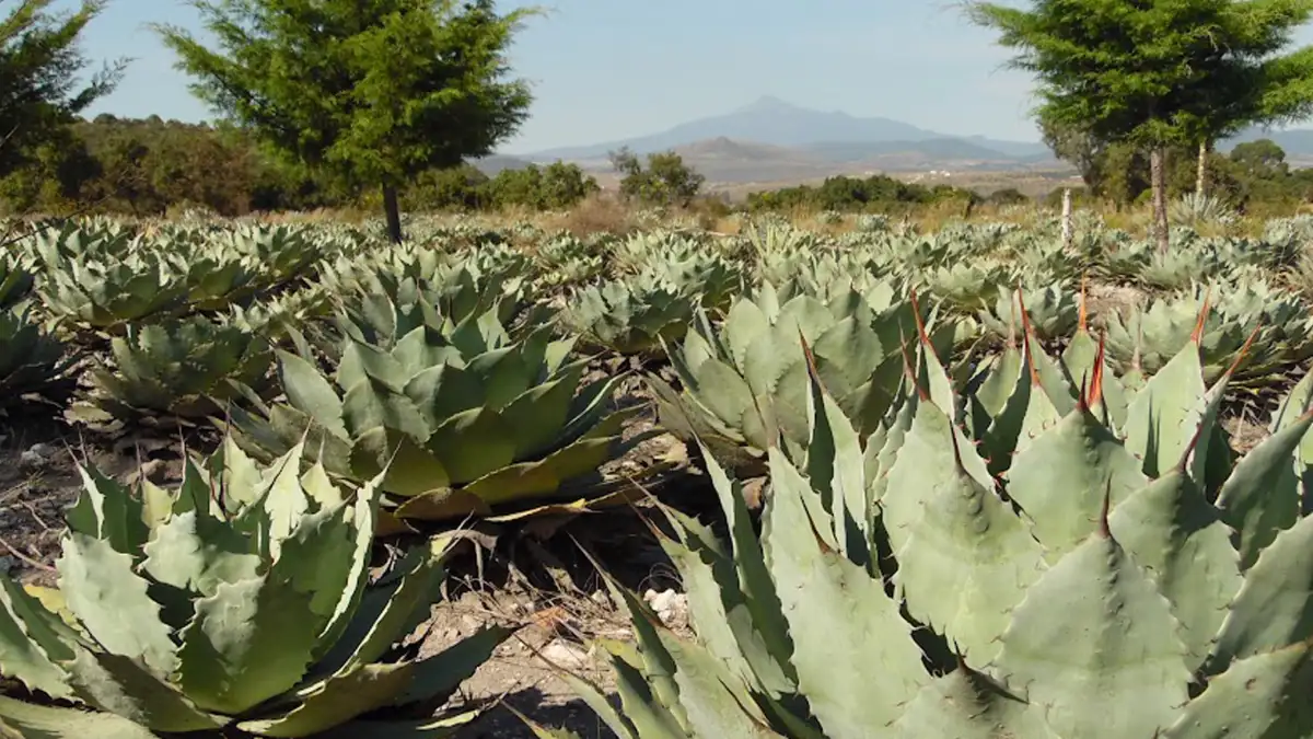 Con estrategias biotecnológicas, investigadores BUAP buscan fortalecer la producción de agave mezcalero en Puebla