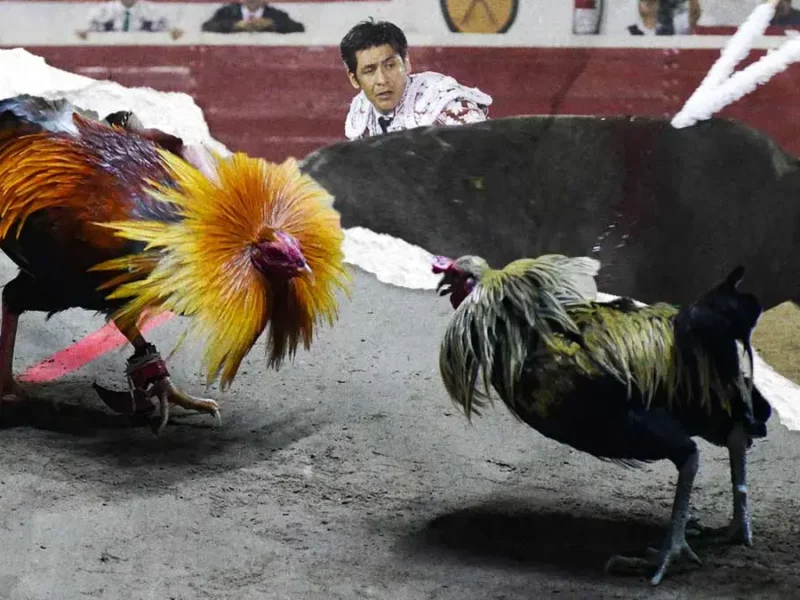 Sigue en análisis corridas de toros y peleas de gallos para la Feria de Puebla 2025