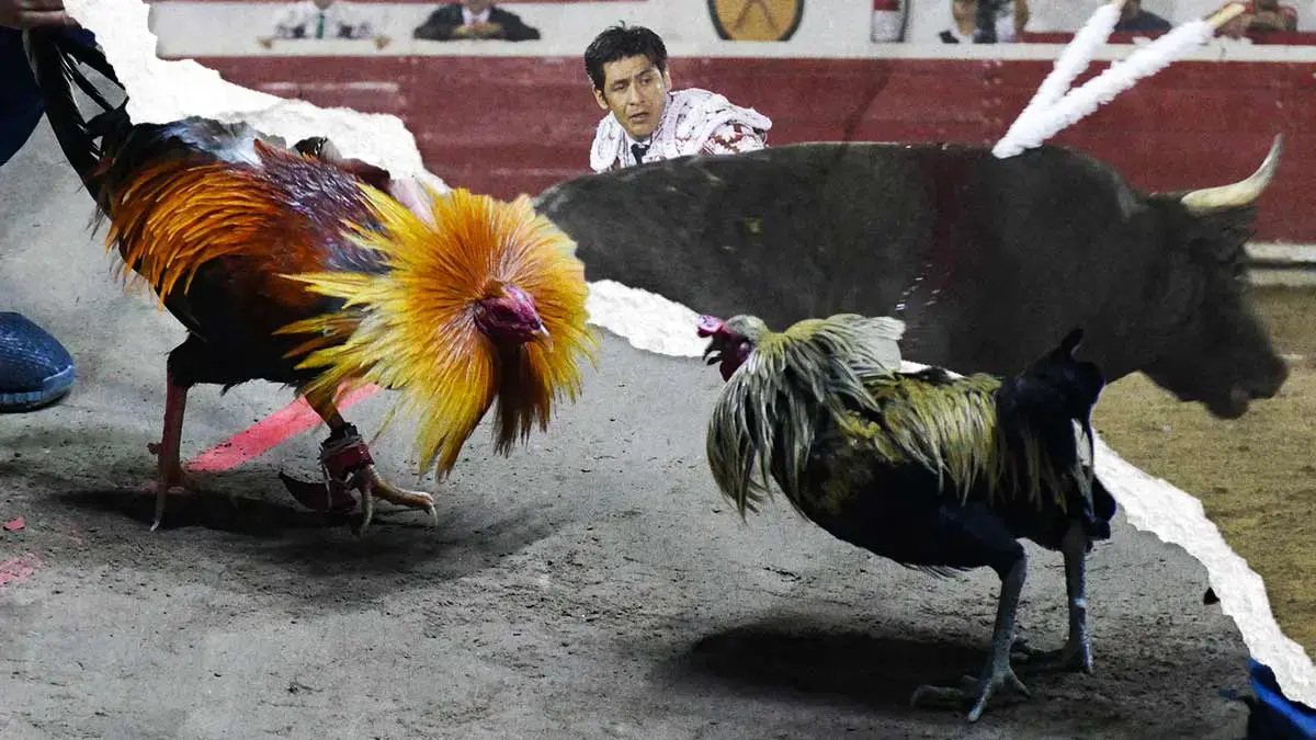 Sigue en análisis corridas de toros y peleas de gallos para la Feria de Puebla 2025