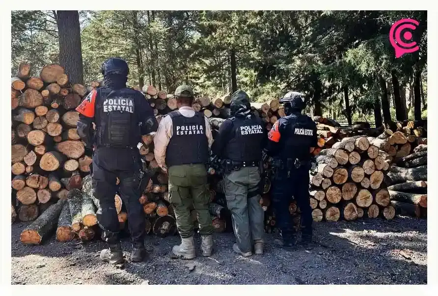 Gobiernos de Puebla y Tlaxcala aseguran más de 200 troncos ilegales en La Malinche