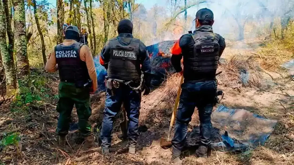 Gobiernos de Puebla y Tlaxcala aseguran más de 200 troncos ilegales en La Malinche