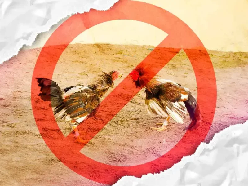 No habrá peleas de gallos en el Palenque de la Feria de Puebla 2025 