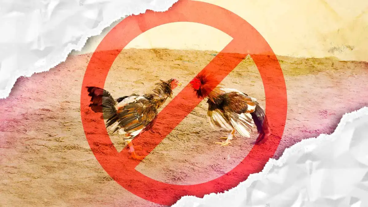 No habrá peleas de gallos en el Palenque de la Feria de Puebla 2025 