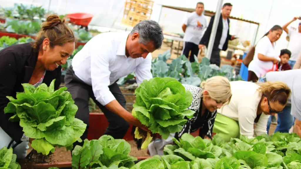 Dona Secretaría de Bienestar municipal lechugas cultivadas en huerto urbano rehabilitado