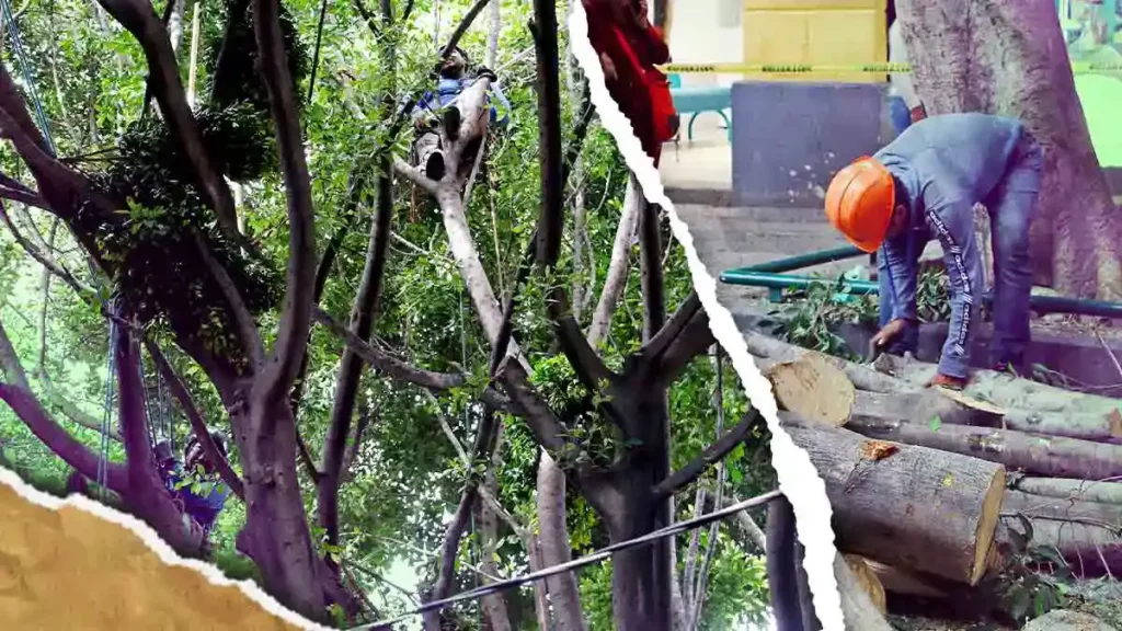 Ayuntamiento de Puebla lanza licitación para poda y retiro de árboles en la ciudad  