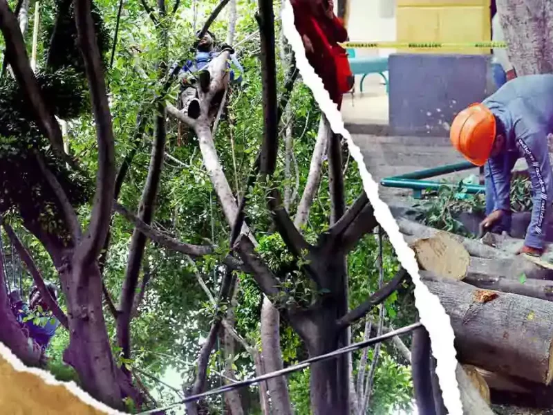 Ayuntamiento de Puebla lanza licitación para poda y retiro de árboles en la ciudad  