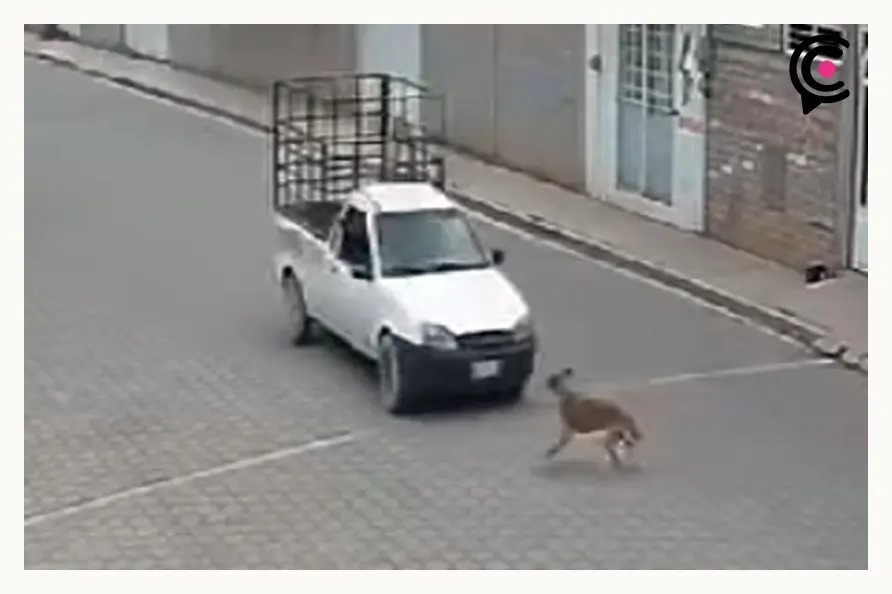 Aumentan casos de maltrato animal en municipios de Puebla; se registran cuatro en una semana