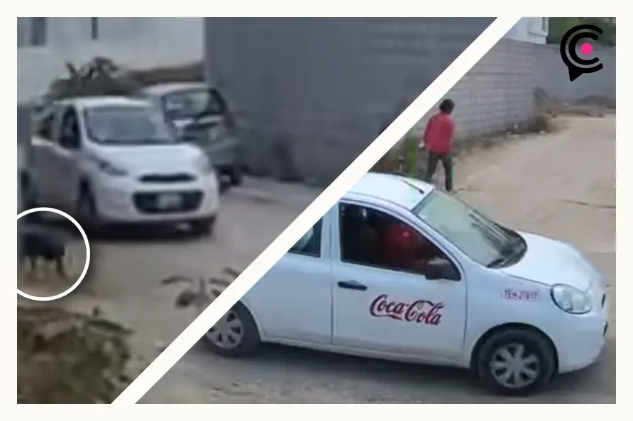 Aumentan casos de maltrato animal en municipios de Puebla; se registran cuatro en una semana