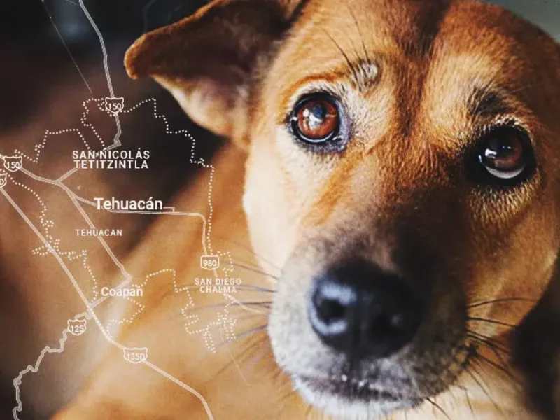 Aumentan casos de maltrato animal en municipios de Puebla; se registran cuatro en una semana