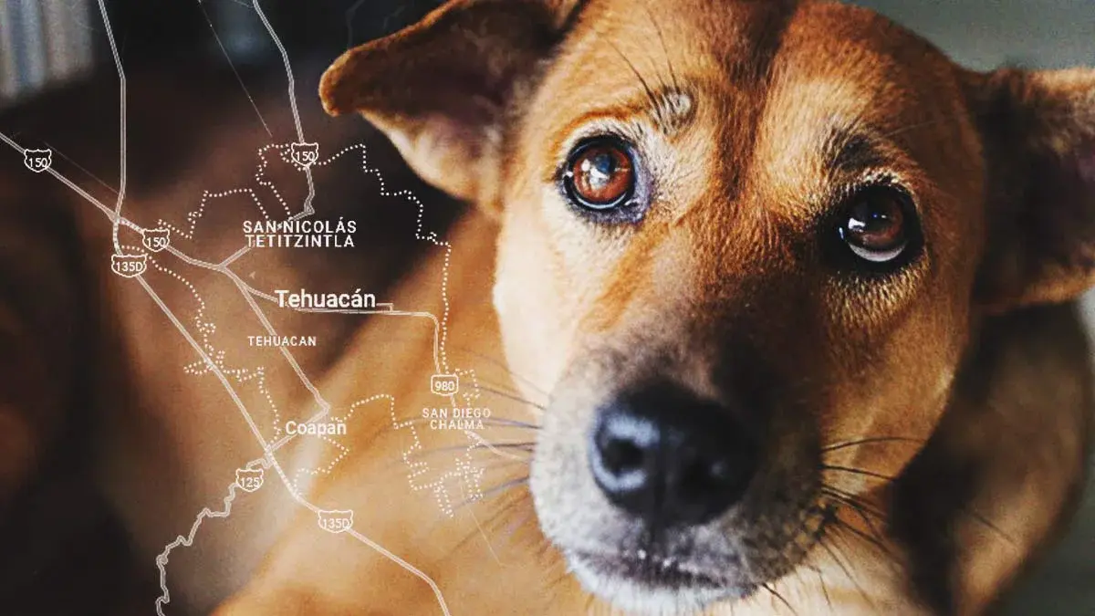 Aumentan casos de maltrato animal en municipios de Puebla; se registran cuatro en una semana